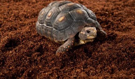 Exo Terra Plantation Soil 650 g